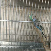 فنچ بنگالی و مرغ عشق هفت عدد فنچ زبرا|پرنده|اسلامشهر, شهرک امام حسین (میان آباد)|دیوار