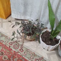 ۶  عدد گلدان بزرگ آپارتمانی با گلهای طبیعی و زیبا|گل و گیاه طبیعی|تهران, حکیمیه|دیوار