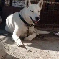 سگ نر|سگ|زاهدان, |دیوار