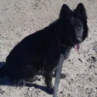 سگ ژرمن بلک شویلان