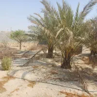 فروش باغچه ۸۰۰ متری بنه گز اهرم تنگستان|فروش خانه و ویلا|اهرم, |دیوار