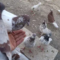 کفتر جوجه باخ رفته
