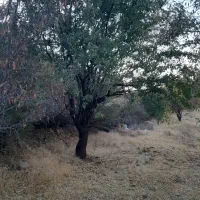 فروش  باغ دشتک سی سخت