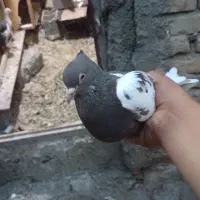 کبوتور