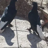 نرمایه ذاغدمسفید|پرنده|کرمان, |دیوار