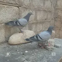 حوجه پلآکی