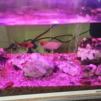 آکواریوم ماهیران|ماهی|شهریار, یوسف آباد صیرفی|دیوار