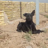 سگ ماده بلک|سگ|جوادآباد, |دیوار