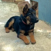 سگ ژرمن|سگ|شیروان (خراسان), |دیوار