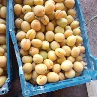 فروش گردو آلوچه قیصی مغز گردو|عمده‌فروشی|مرند, |دیوار