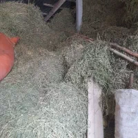 یونجه|لوازم جانبی حیوانات|بجنورد, |دیوار