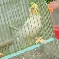 یک عدد عروس هلندی نژاد لوتینو ده ماهه صحیح وساللم