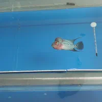 فلاور و آکواریوم