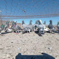 نر پرشی|پرنده|سربیشه, |دیوار