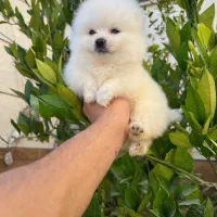 توله سگ پامر|سگ|شیراز, کیان آباد|دیوار