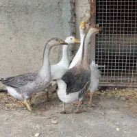 قوغاز|حیوانات مزرعه|طرقبه, |دیوار