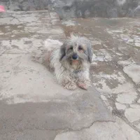 فروش سگ خانگی|سگ|شاهین دژ, |دیوار