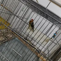 سره قناری|پرنده|ساوه, |دیوار