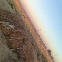 فروش کاه گندم