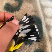 سهره نر محاجر رخ قفل|پرنده|اردبیل, |دیوار