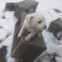 واگذاری سگ پاپی پامرین ماده ودوعدد توله