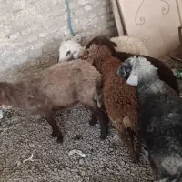 5تا بره نر و ماده قلم دار درجه یک ضمانتی|حیوانات مزرعه|مشهد, سیسآباد|دیوار