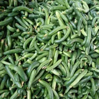 خیار بوته ای اک۲۵تومن