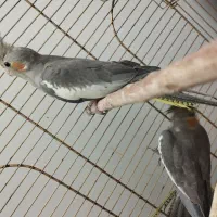 یک جفت عروس هلندی نرو ماده|پرنده|ساوه, |دیوار