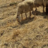 ۱۲راس میش گمشده