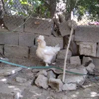 یک جفت مرغ و خروس|پرنده|تهران, سعیدآباد|دیوار