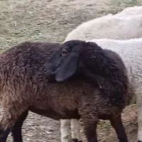 میش آبستن نژاد دقلو زا