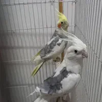 دوعدد نرکارداده فروشی