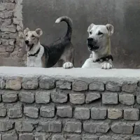 یک جفت سگ سرحال هوشیار