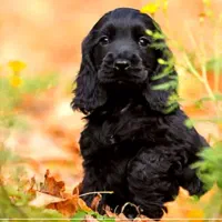 سگ کوکر اسپانیول