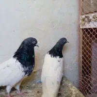 طوقی|پرنده|اردبیل, |دیوار