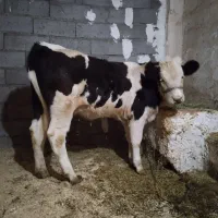 گوساله سمینتال|حیوانات مزرعه|دهگلان, |دیوار