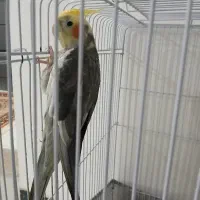 عروس هلندی جفت