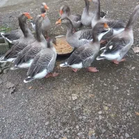 خروس محلی جوان و غاز محلی