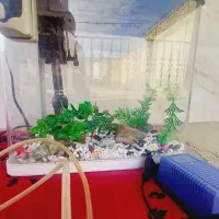 اکواریوم|ماهی|ساروق, |دیوار