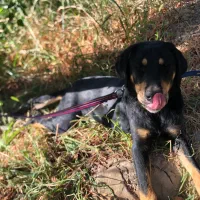 سگ نگهبان|سگ|وحیدیه, |دیوار