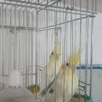 عروس هلندی