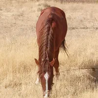 اسب قدبلندجوان|اسب و تجهیزات اسب‌سواری|ارومیه, |دیوار