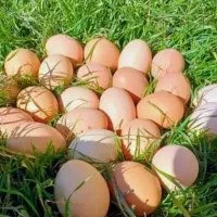 تخم مرغ محلی