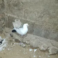 باسلام دوتا کبوتر قره گویروخ و فیلی گویروخ