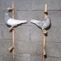 کبوتر کله آبی نر لامرد ۲ عدد|پرنده|شیراز, احمدی جنوبی|دیوار