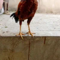 خروس|حیوانات مزرعه|تهران, شهرک ولیعصر جنوبی|دیوار