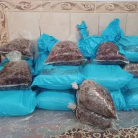 خرمای ،درجه یک