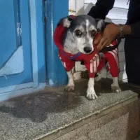 واگذاری سگ شیتزوتریر|سگ|مشهد, حسینآباد|دیوار