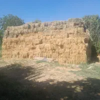 علف یونجه