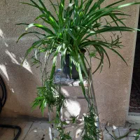 گل آپارتمانی|گل و گیاه طبیعی|تهران, شهرک ولیعصر جنوبی|دیوار